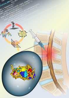 Illustration of a needle injecting cells into the spinal cord.