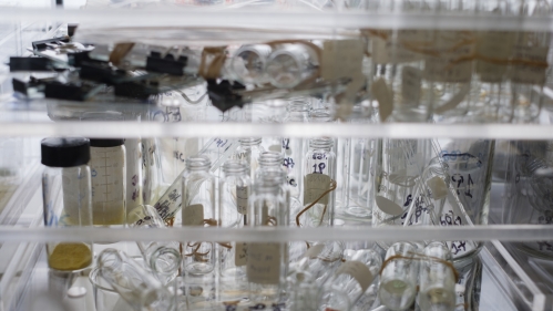 vials in lab