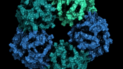 C-reactive protein (CRP, human) inflammation biomarker, 3D render