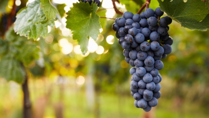 Purple grapes on the vine in a vineyard.