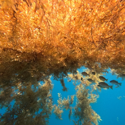 Sargassum seaweed floating in blue ocean.