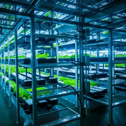 Racks of green lettuce growing in a hydroponic setting.