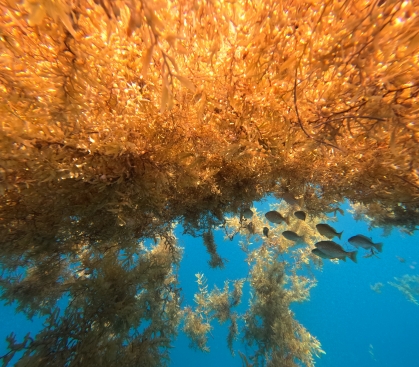Sargassum seaweed floating in blue ocean.