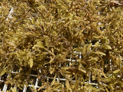 Sargassum seaweed harvested.