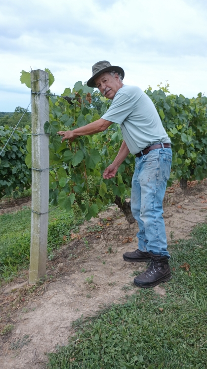 Man doing work in a vineyard wearing jeans, tee shirt and hat. He's looking at the camera and smiling.